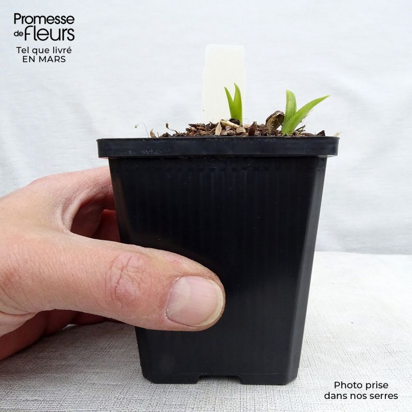 Spécimen de Hémérocalle citrina - Lis d'un Jour Godet de 8/9 cm tel que livré au printemps