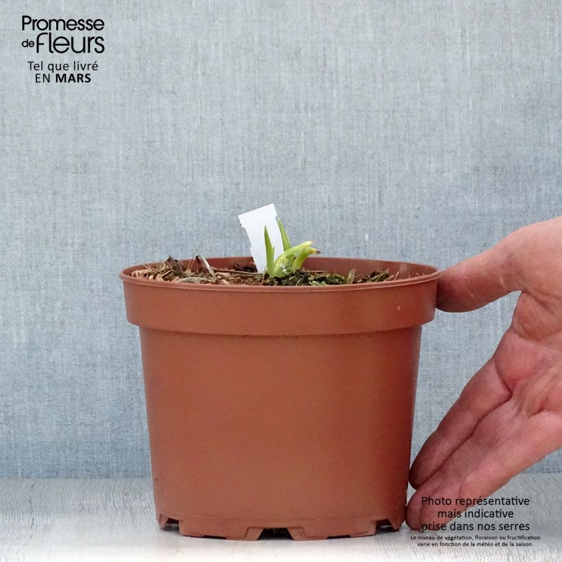 Spécimen de Hémérocalle citrina - Lis d'un Jour Pot de 2L/3L tel que livré au printemps