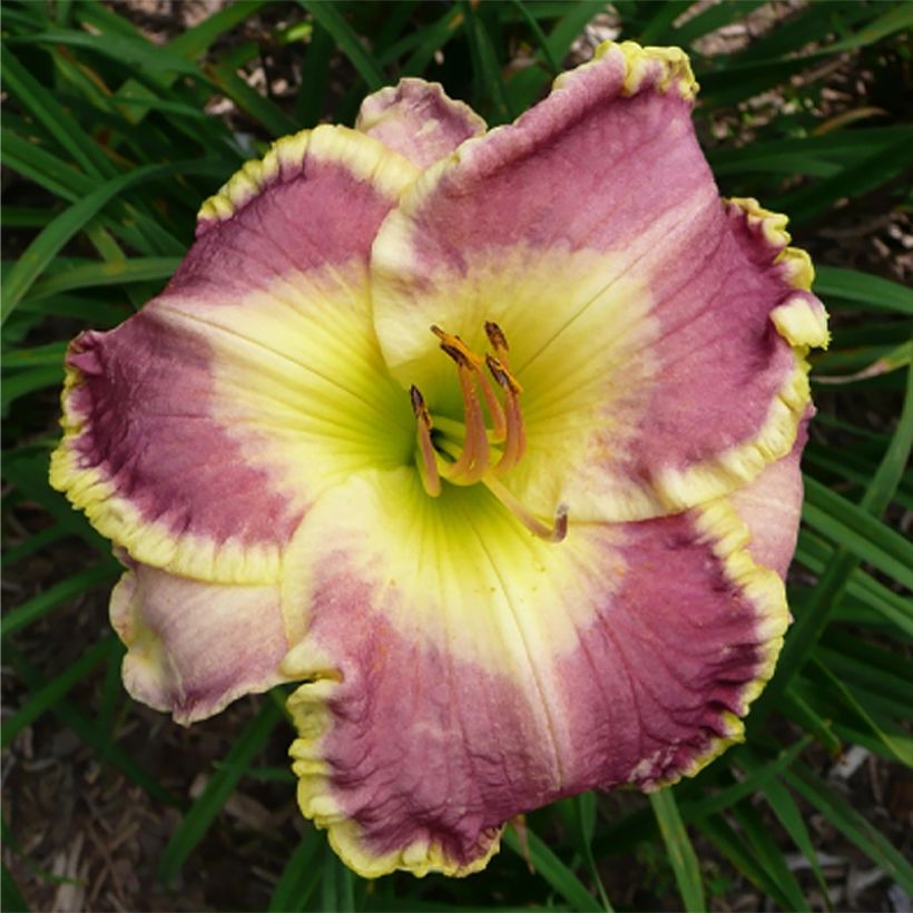 Hémérocalle Cape Breton - Lis d'un jour (Floraison)