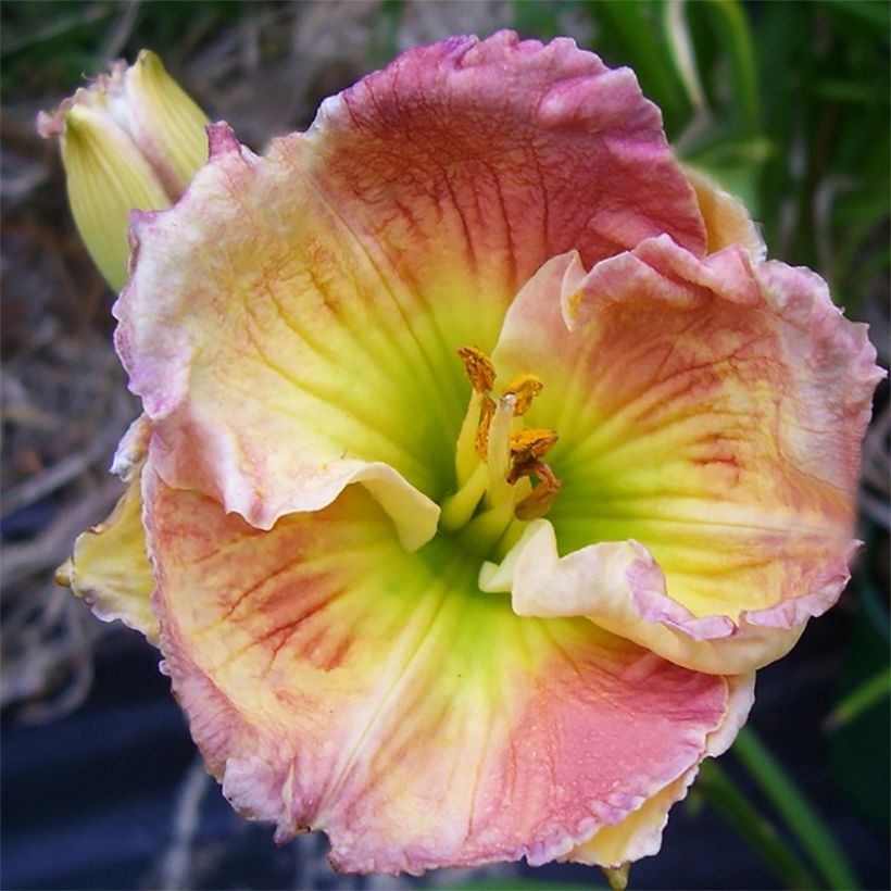 Hémérocalle Indy Reflections - Lis d'un jour (Floraison)