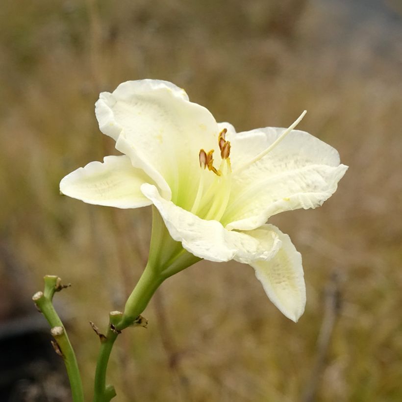 Hémérocalle ou hemerocallis Gentle Shepherd (Floraison)