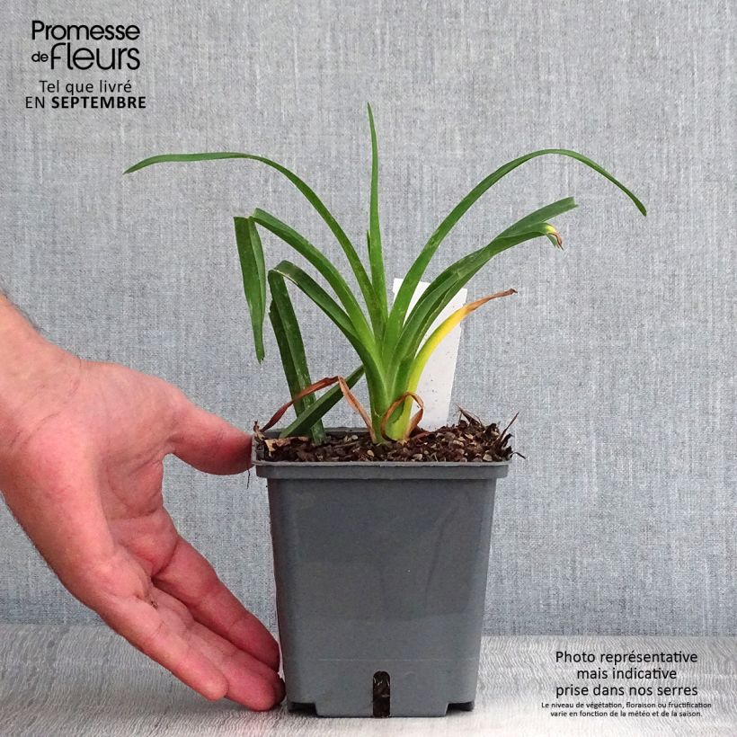 Spécimen de Hémérocalle Chardonnay - Lis d'un Jour Pot de 1L/1,5L tel que livré en automne