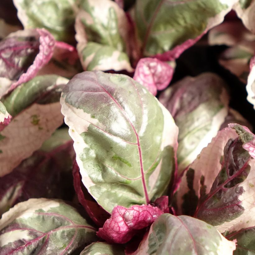 Hemigraphis Snow White (Foliage)