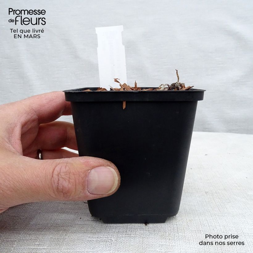 Spécimen de Hepatica nobilis - Anémone Hépatique Godet de 8/9 cm tel que livré au printemps