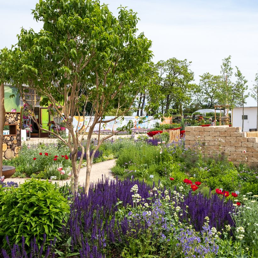 Heptacodium miconioides Temple of Bloom - Arbre aux sept fleurs (Port)