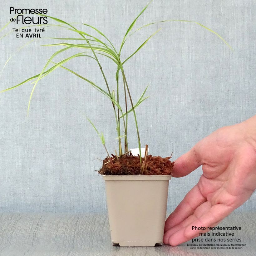 Example of Herbe du Japon - Hakonechloa macra Albostriata Godet de 8/9 cm as you get in printemps