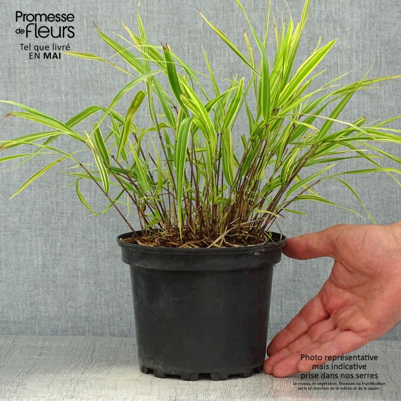 Example of Herbe du Japon - Hakonechloa macra Albostriata Pot de 2L/3L as you get in printemps