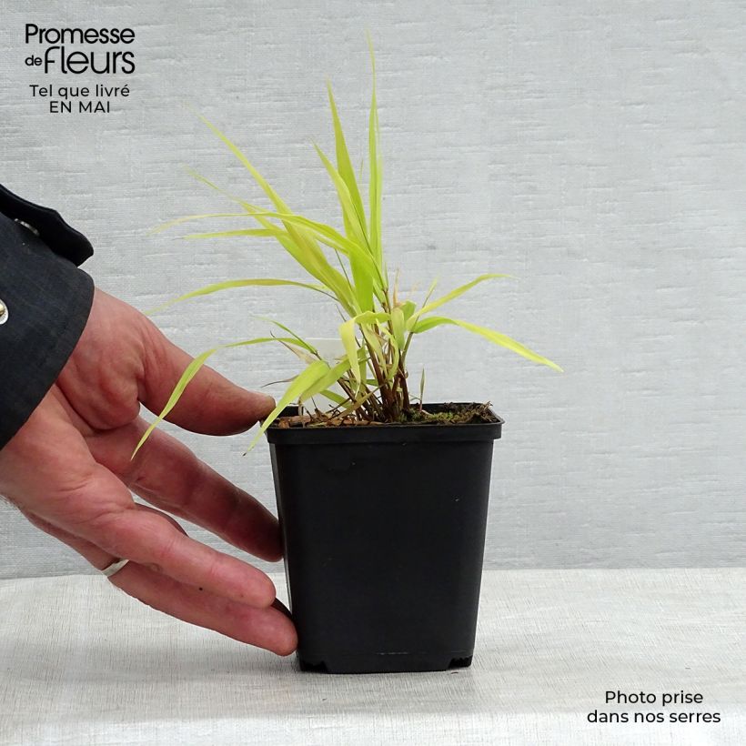 Example of Herbe du Japon - Hakonechloa macra All Gold Godet de 8/9 cm as you get in printemps