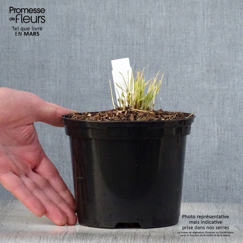 Example of Herbe du Japon - Hakonechloa macra Naomi Pot de 2L/3L as you get in printemps