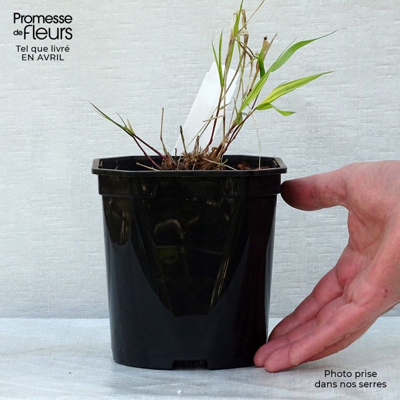 Example of Herbe du Japon - Hakonechloa macra Nicolas Pot de 2L/3L as you get in printemps