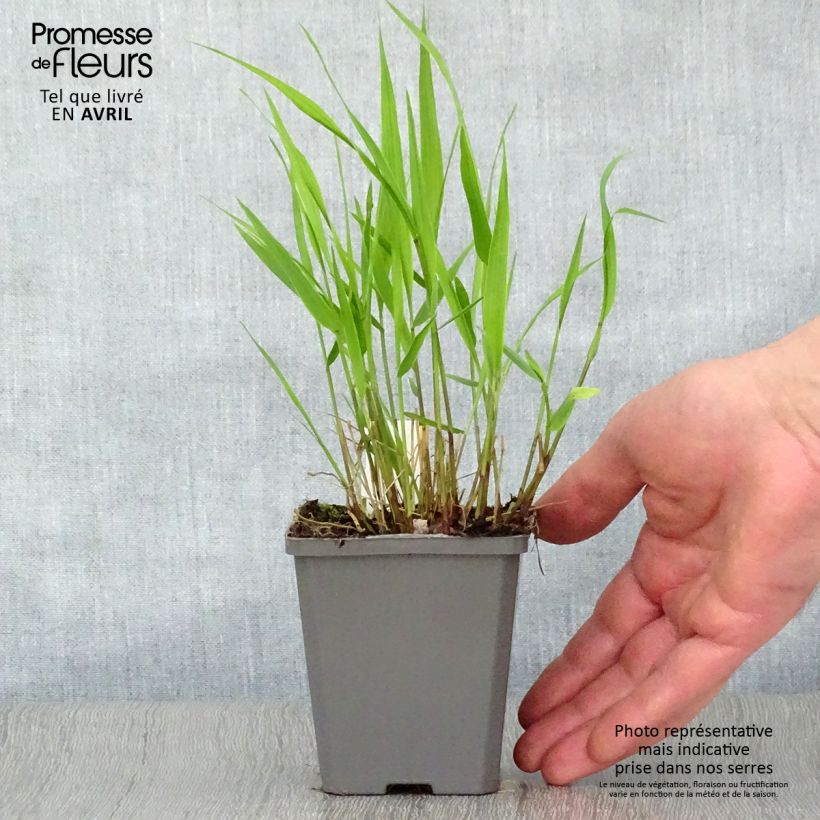Example of Herbe du Japon - Hakonechloa macra Godet de 8/9 cm as you get in printemps