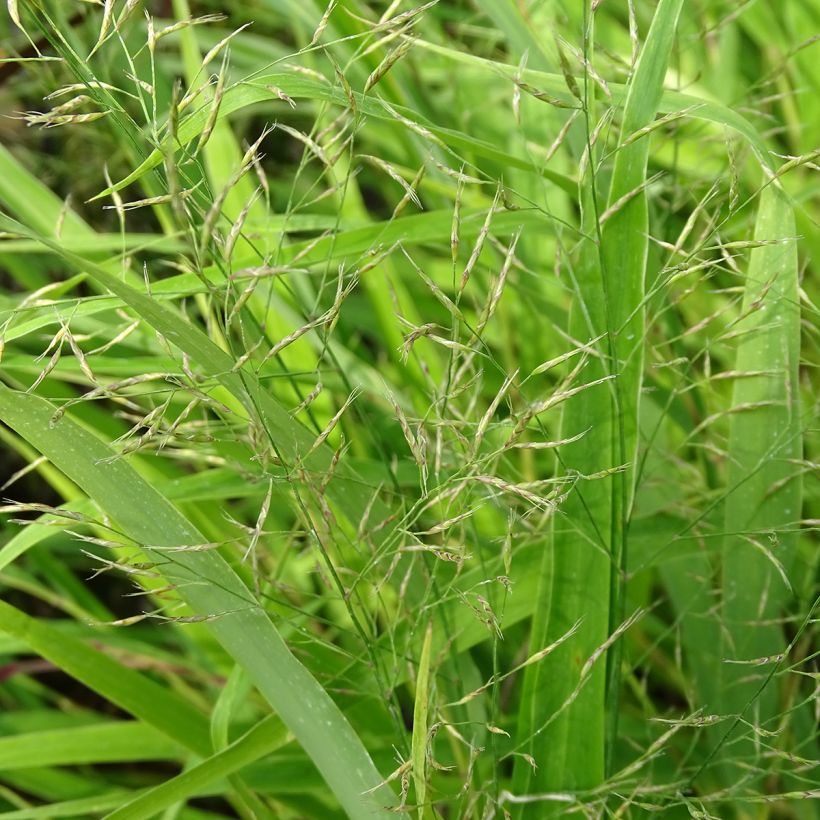Herbe du Japon - Hakonechloa macra (Flowering)