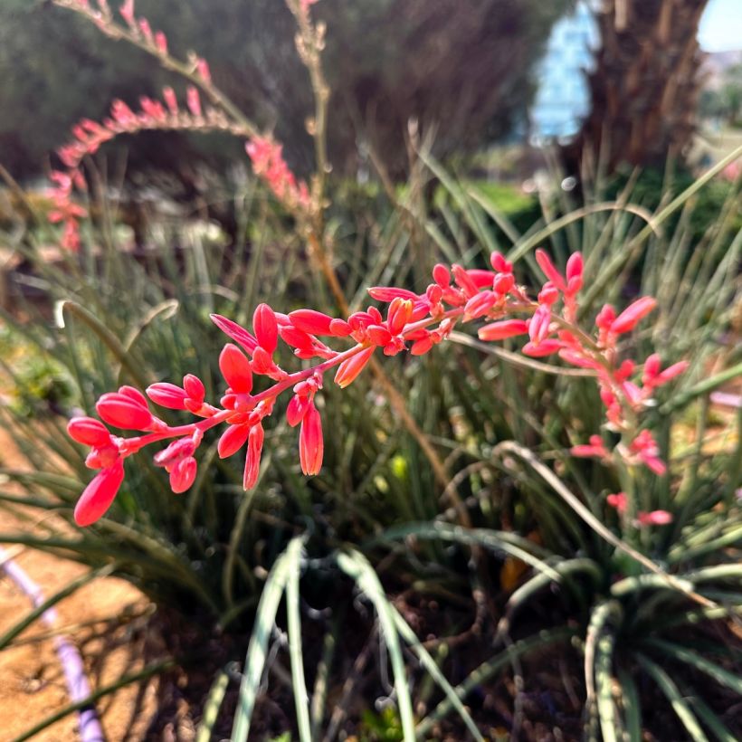 Hesperaloe parviflora Arizona Sunrise - Yucca rouge (Floraison)