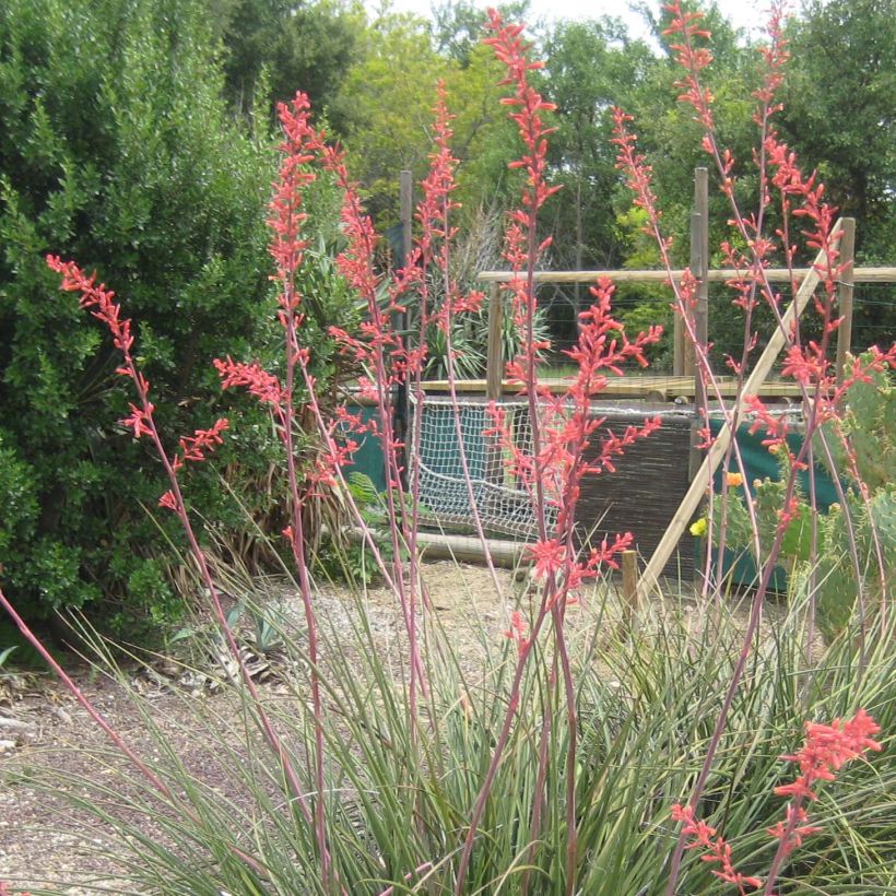 Hesperaloe parviflora Rubra - Yucca Rouge. (Floraison)