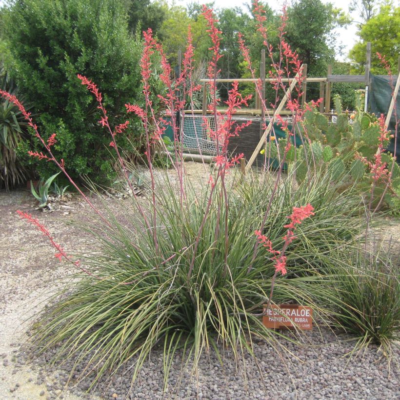 Hesperaloe parviflora Rubra - Yucca Rouge. (Port)