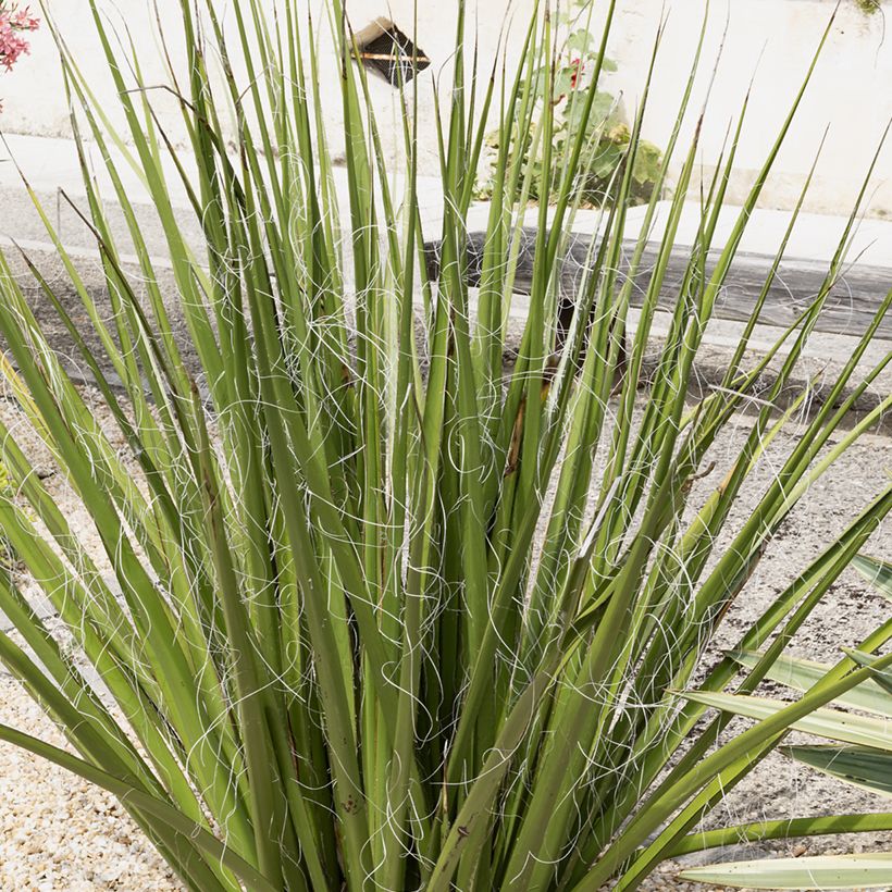 Hesperaloe parviflora Yellow Sun - Yucca rouge (Port)