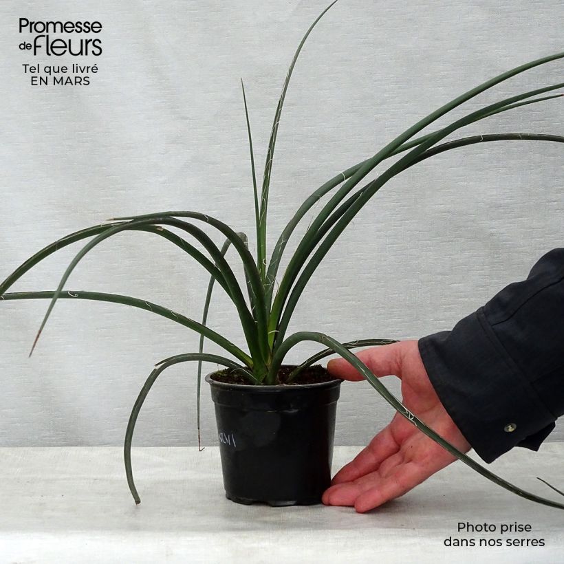 Spécimen de Hesperaloe parviflora - Yucca rouge Pot de 7,5L/10L tel que livré au printemps