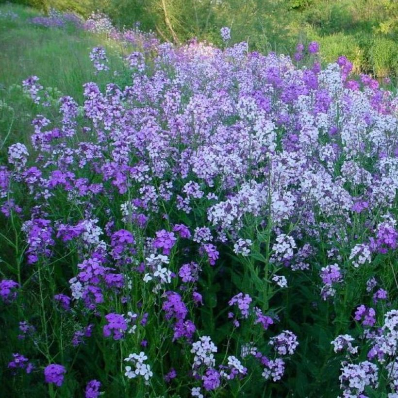 Hesperis matronalis - Julienne des Dames (Plant habit)