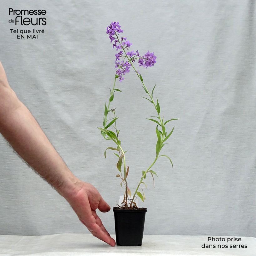 Example of Hesperis matronalis - Julienne des Dames Godet de 8/9 cm as you get in printemps
