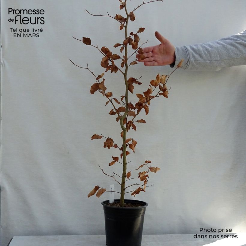 Spécimen de Hêtre commun - Fagus sylvatica Pot de 2L/3L tel que livré au printemps