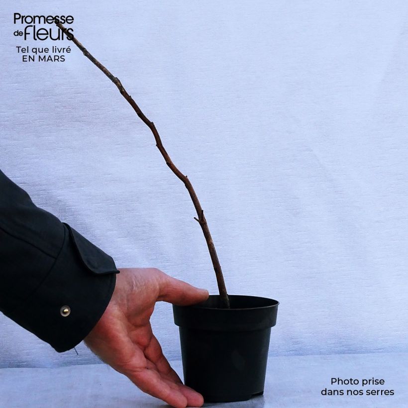 Spécimen de Hêtre commun - Fagus sylvatica Godet de 8/9 cm tel que livré au printemps