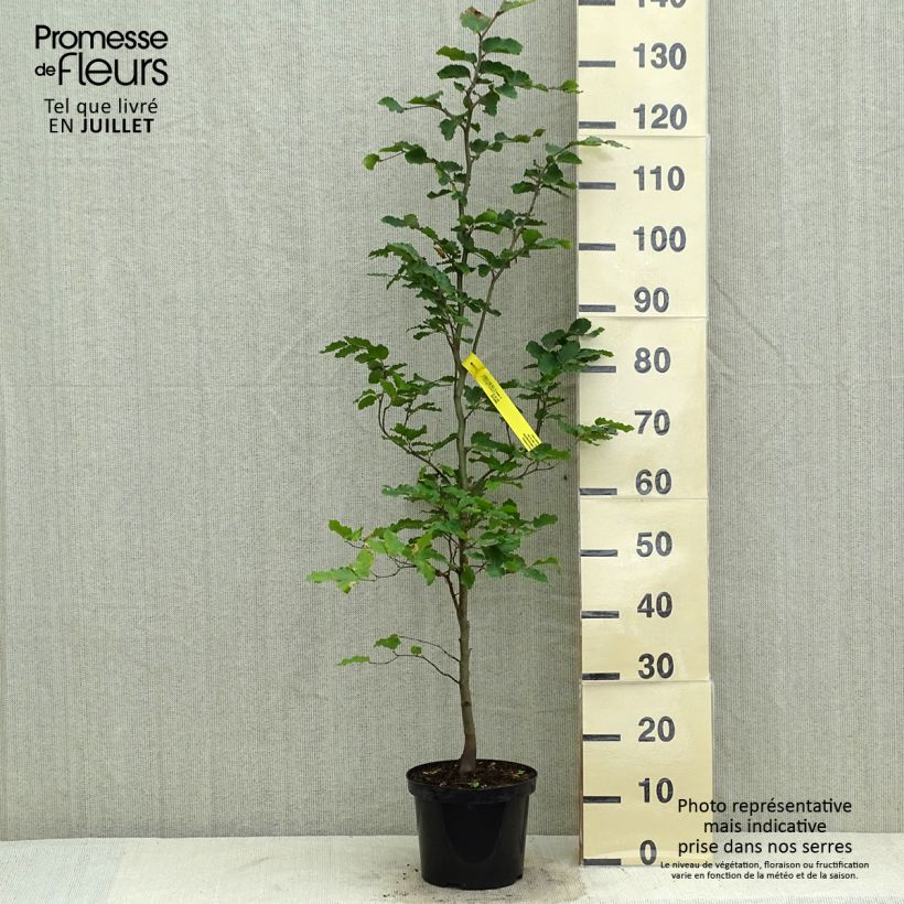Spécimen de Hêtre commun - Fagus sylvatica Pot de 2L/3L tel que livré en été