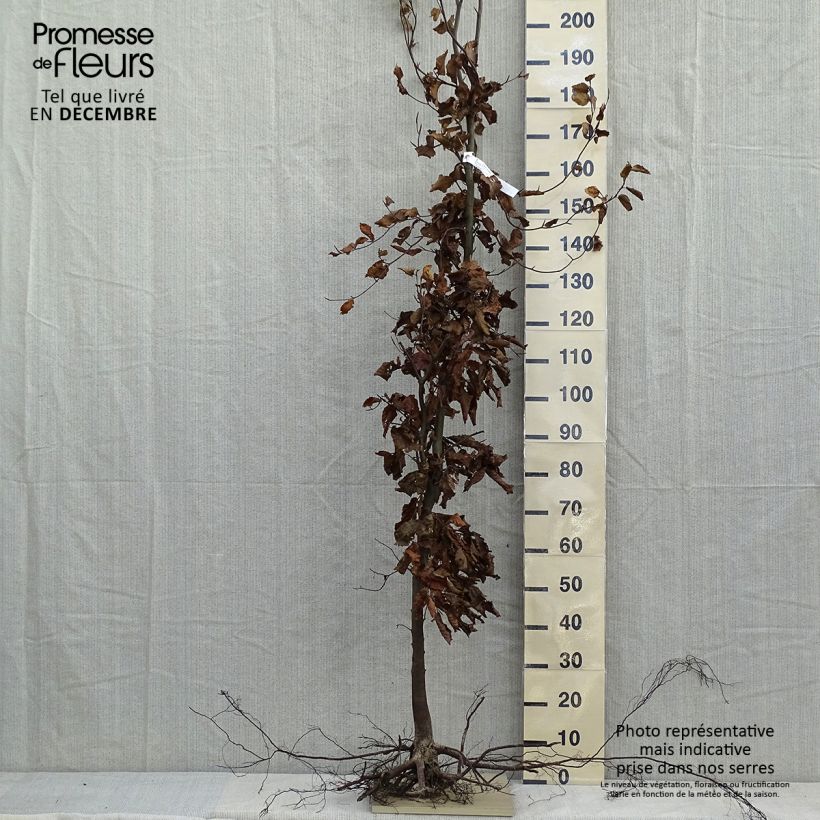 Spécimen de Hêtre commun - Fagus sylvatica Racines nues tel que livré en hiver
