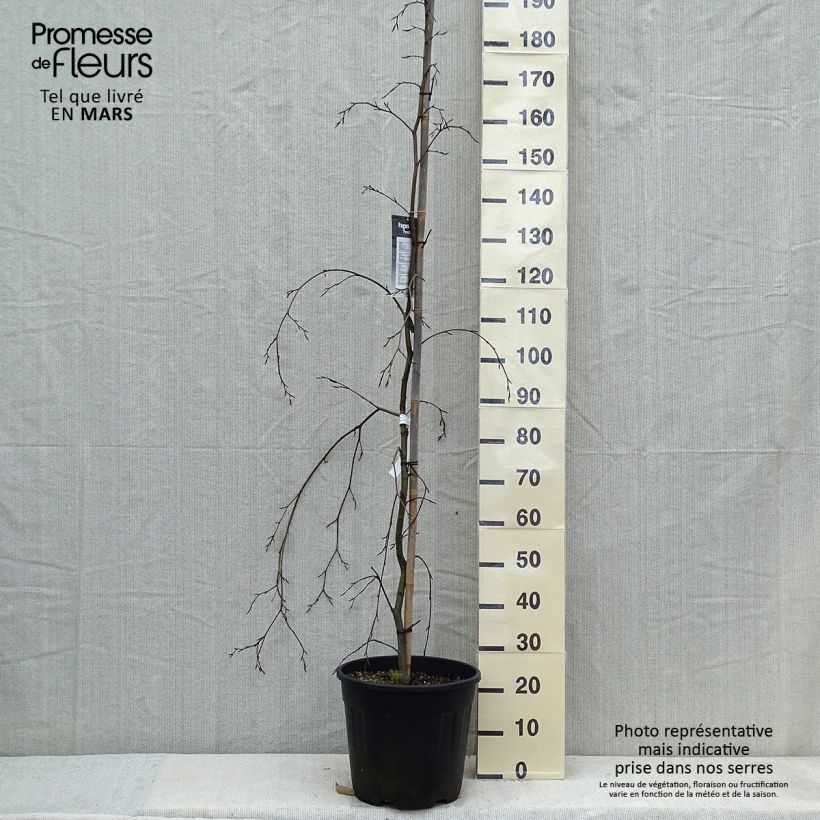 Spécimen de Hêtre pleureur - Fagus sylvatica Pendula Pot de 18L/20L, Baliveau tel que livré au printemps