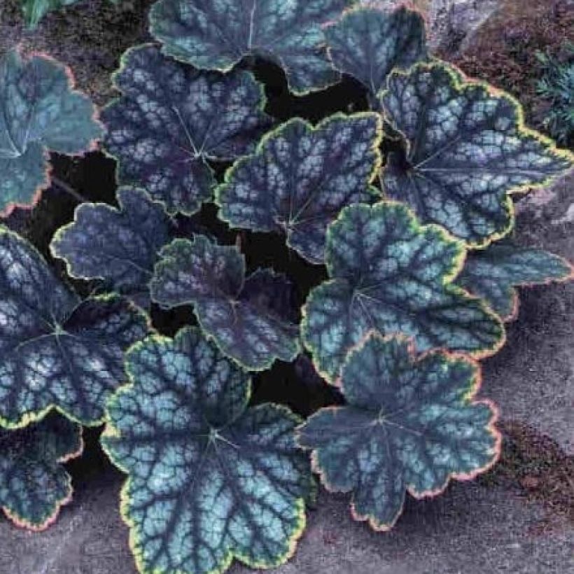 Heuchère - Heuchera Beauty Color (Foliage)