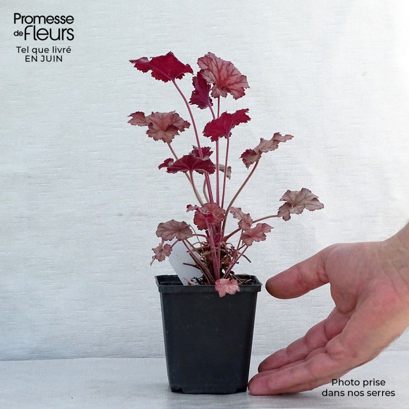 Spécimen de Heuchère - Heuchera Caribbean Sea Godet de 8/9 cm tel que livré en été