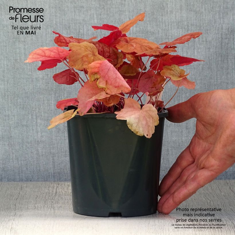Spécimen de Heuchera Caribbean Sea - Heuchère Pot de 2L/3L tel que livré au printemps