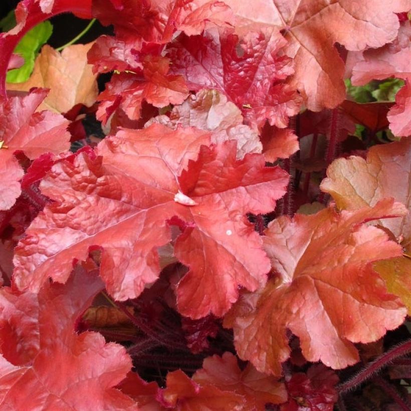Heuchera Coral Sea - Heuchère (Feuillage)