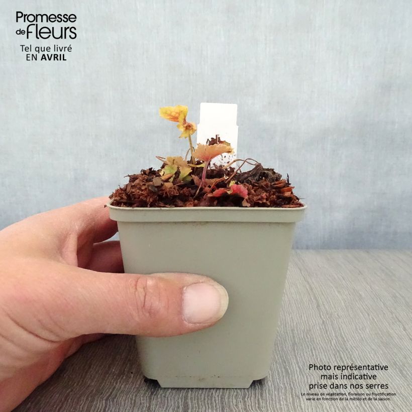 Example of Heuchera Happy Flames - Heuchère Godet de 8/9 cm as you get in printemps