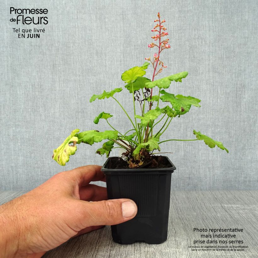 Spécimen de Heuchère - Heuchera Little Cuties Sweet Tart Godet de 8/9 cm tel que livré en été