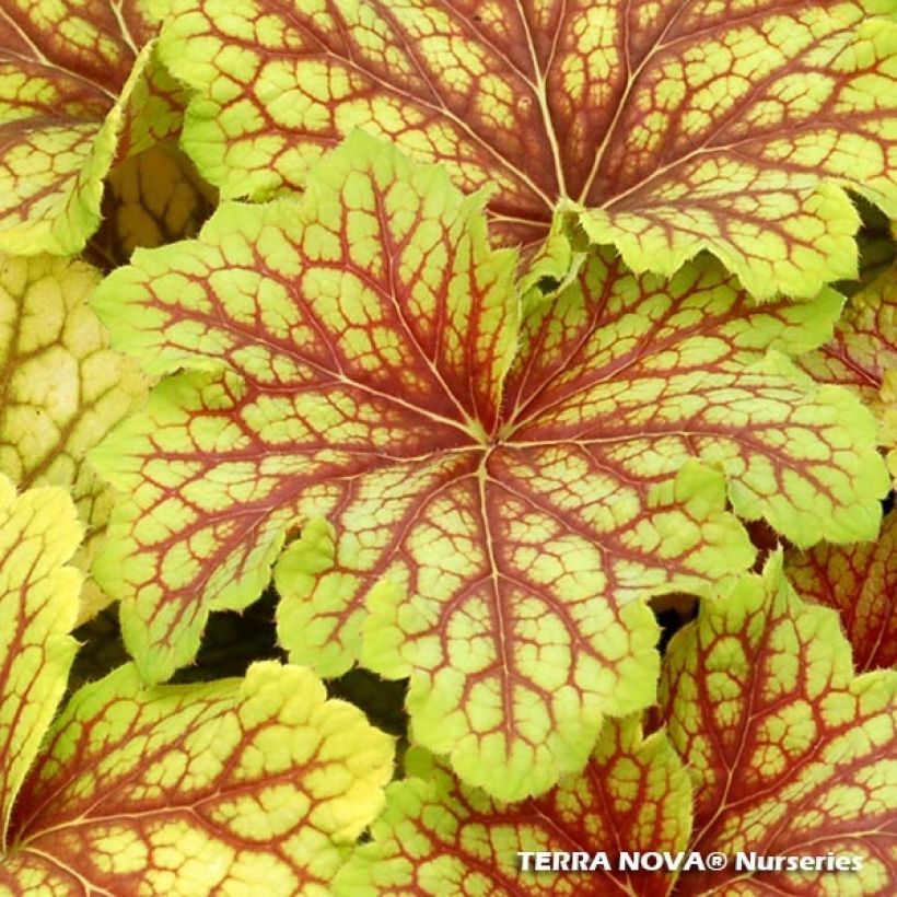 Heuchera Red Lightning - Heuchère (Foliage)