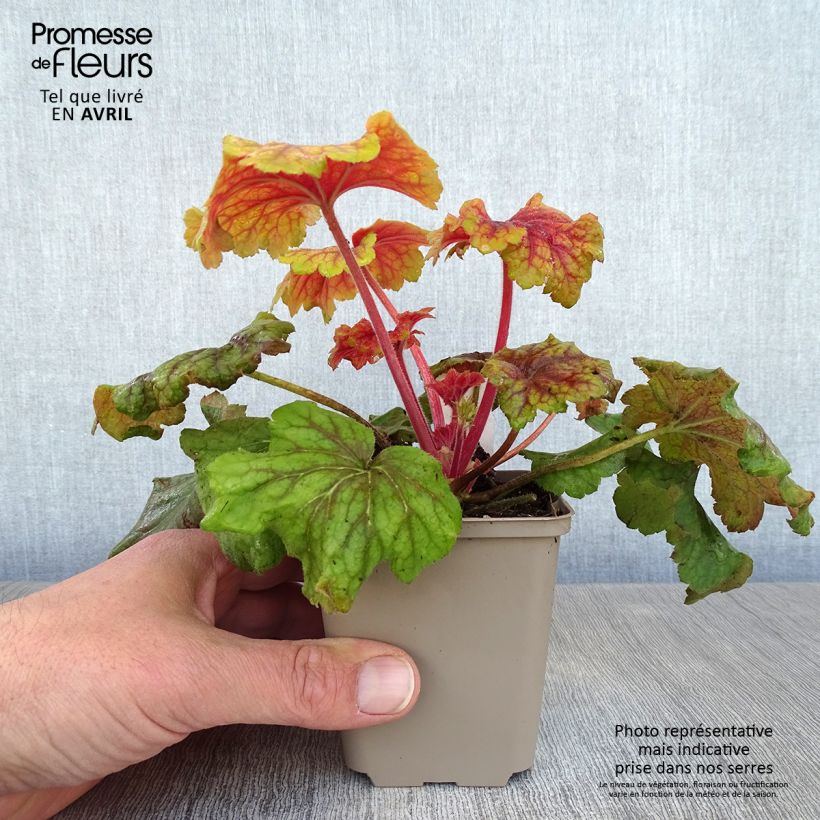 Example of Heuchera Red Lightning - Heuchère Godet de 8/9 cm as you get in printemps