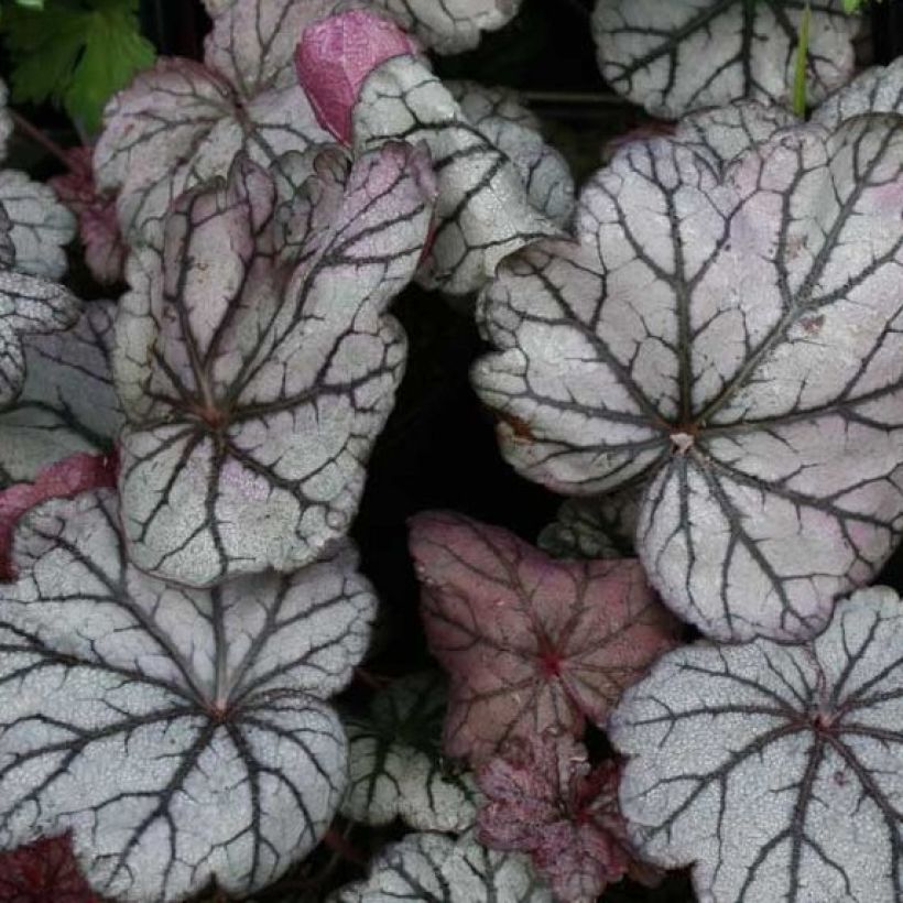 Heuchère - Heuchera Sugar Plum (Foliage)