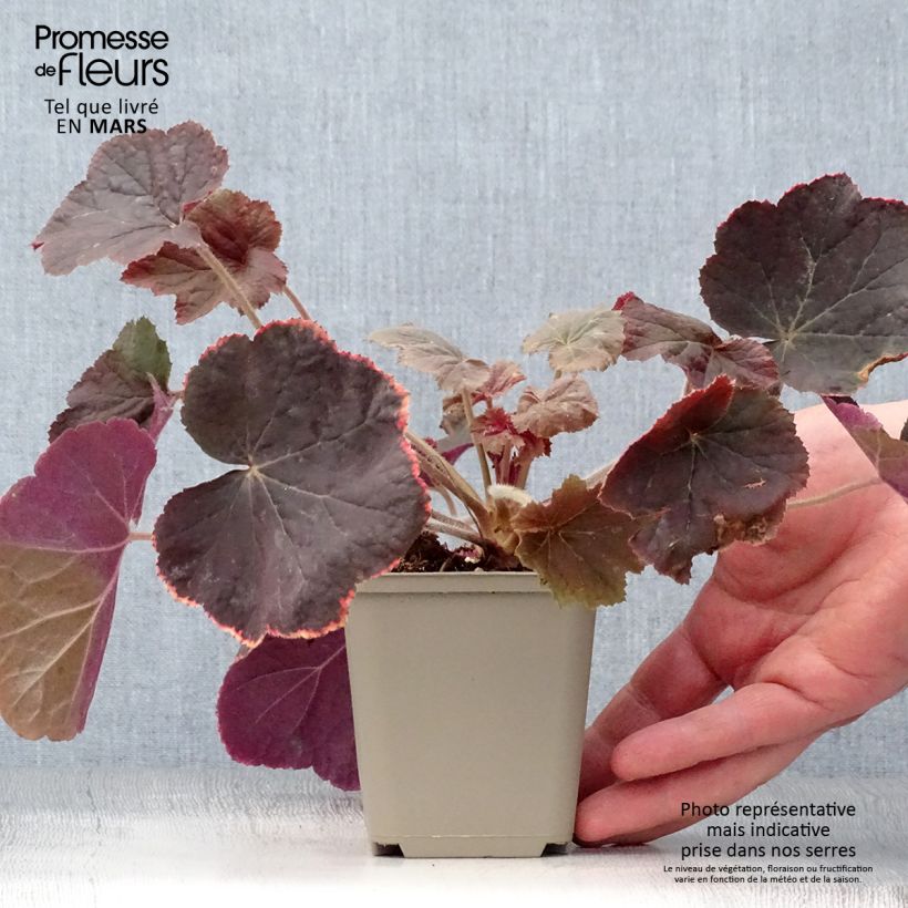 Spécimen de Heuchera XXL - Heuchère Godet de 8/9 cm tel que livré au printemps