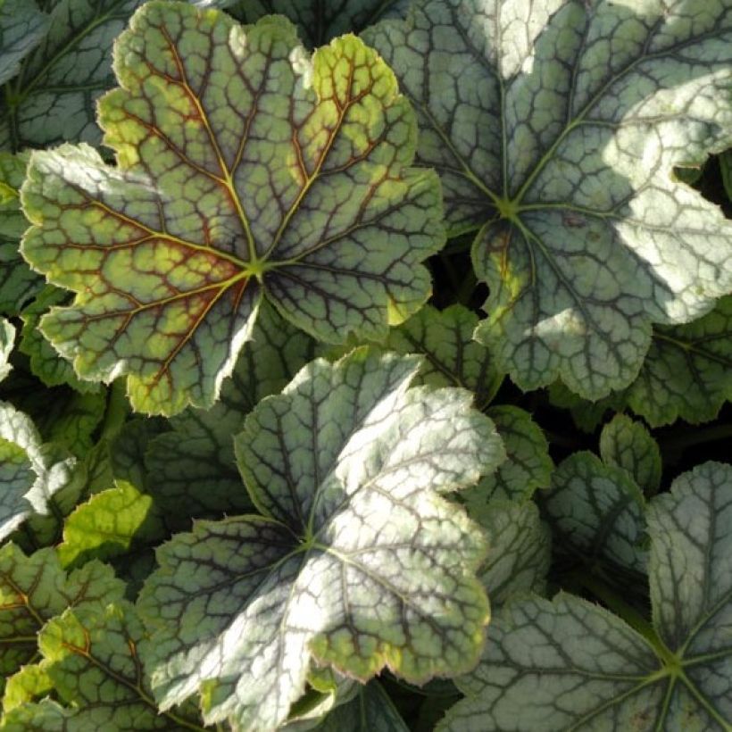 Heuchère - Heuchera Green Spice (Foliage)