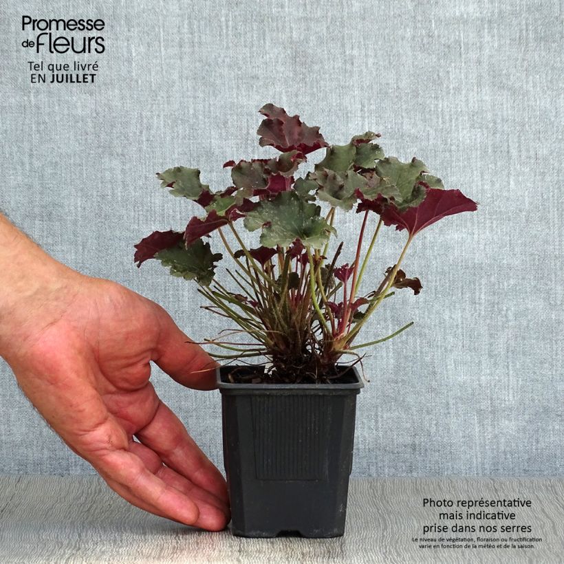 Spécimen de Heuchère - Heuchera Cappuccino Godet de 8/9 cm tel que livré en été