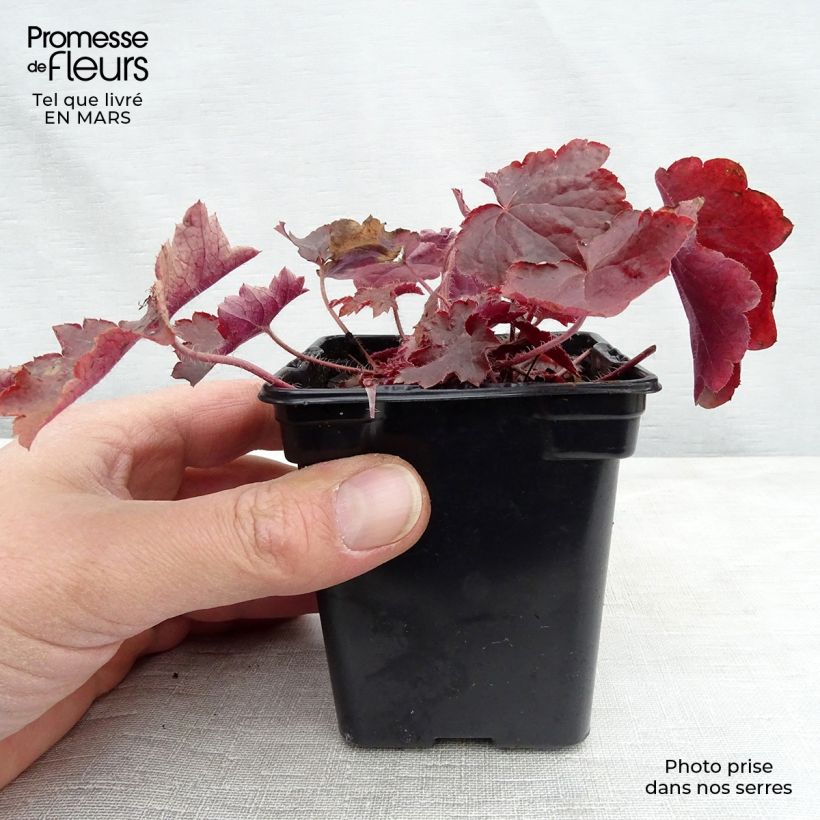 Example of Heuchère pourpre- Heuchera micrantha Palace Purple Godet de 7/8 cm as you get in printemps