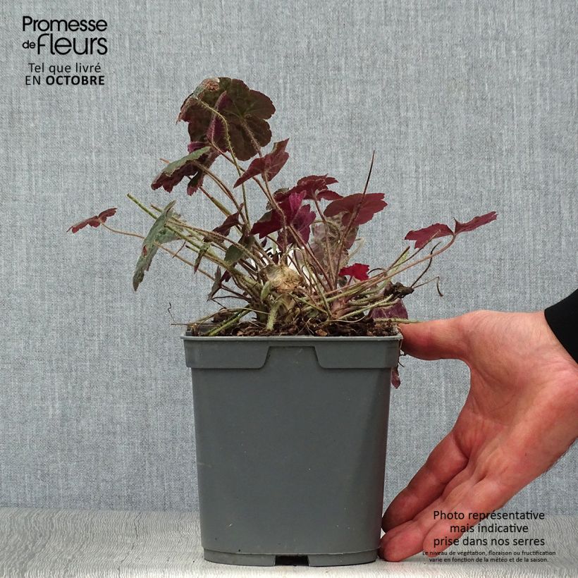 Spécimen de Heuchère - Heuchera Palace Purple Pot de 2L/3L tel que livré en automne