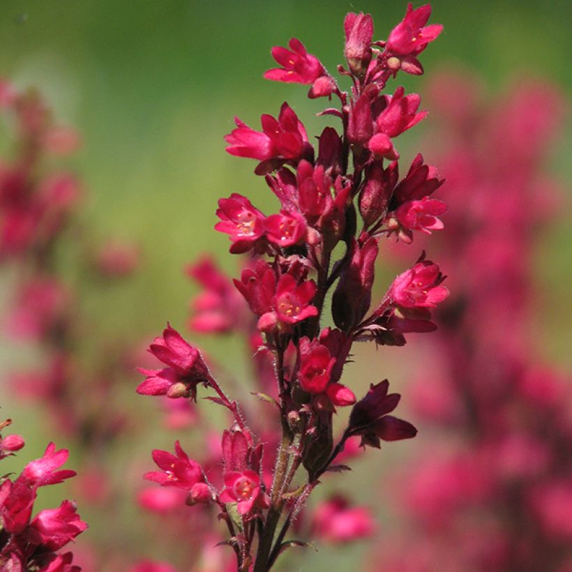 Heuchère rouge sang - Heuchera sanguinea Leuchtkäfer (Flowering)