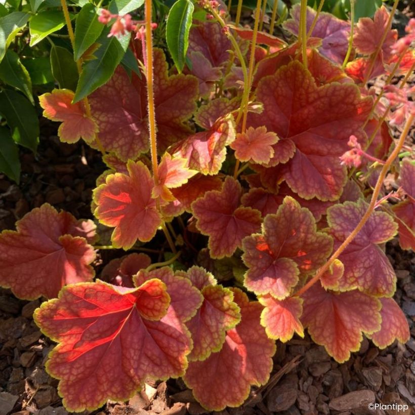 Heuchère - Heuchera Eternal Flame (Feuillage)