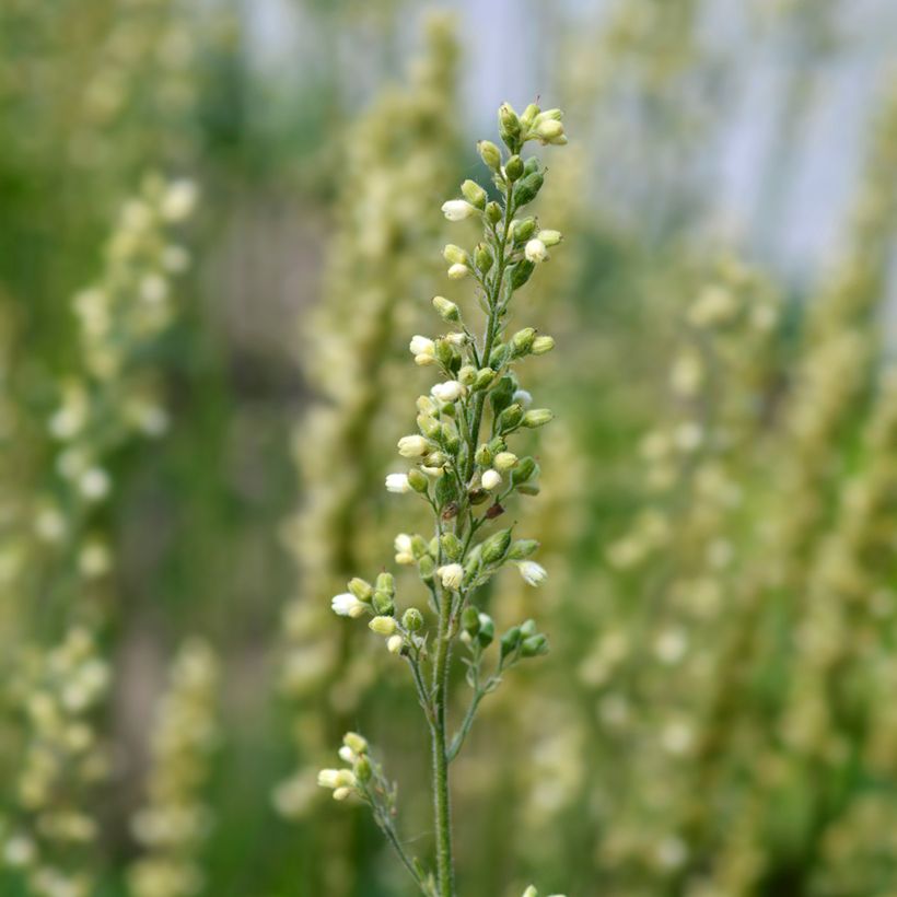 Heuchère Apple Crisp (Floraison)