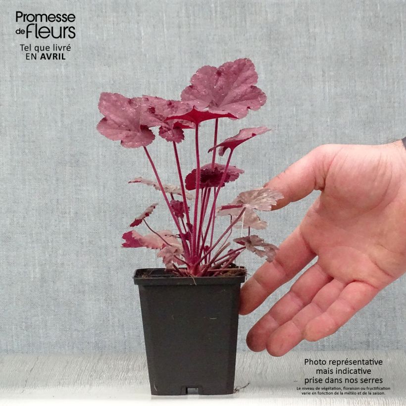 Spécimen de Heuchère - Heuchera Beaujolais Godet de 8/9 cm tel que livré au printemps