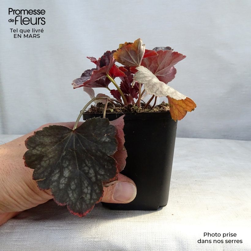 Example of Heuchère - Heuchera Beauty Color Godet de 8/9 cm as you get in printemps