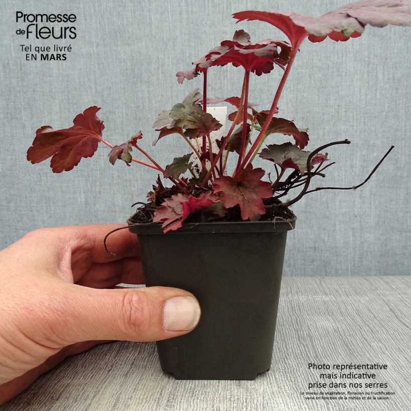 Spécimen de Heuchère - Heuchera Bella Notte Godet de 8/9 cm tel que livré au printemps