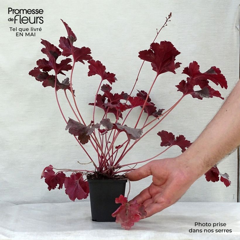 Example of Heuchere - Heuchera Black Beauty Godet de 8/9 cm as you get in printemps