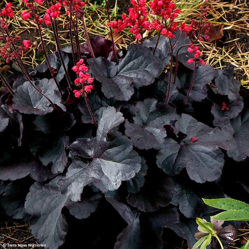 Heuchère Black Forest Cake (Feuillage)